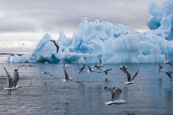 Арктика сегодня: льготы, рыба и птицы