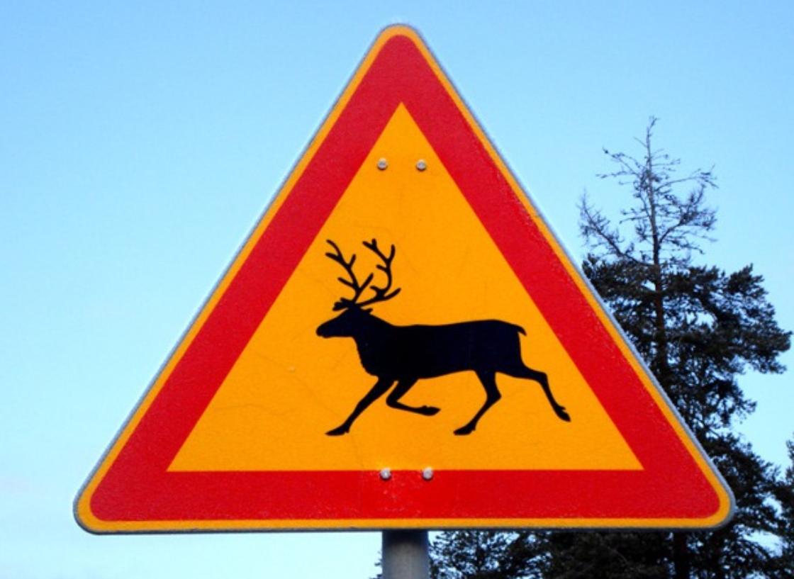 Олень дорожный. Знак Дикие животные. Знак осторожно олени. Дорожный знак Лось. Дорожный знак олень.