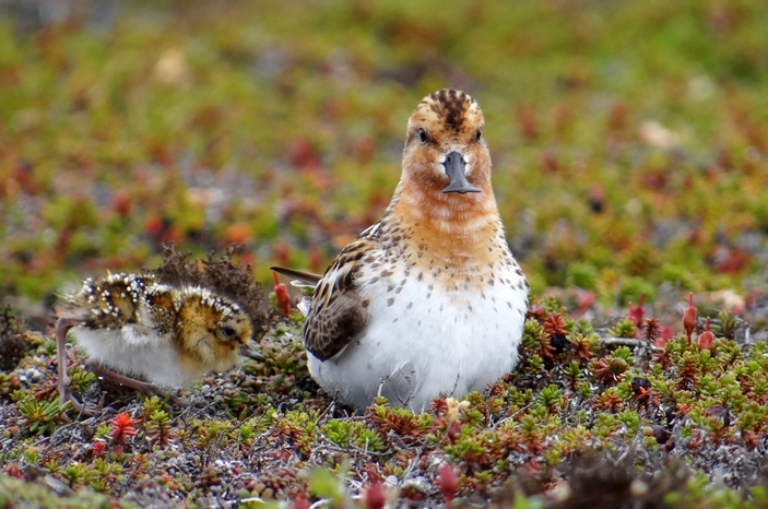 Арктика сегодня: совместные учения, регата и спасение краснокнижной птицы