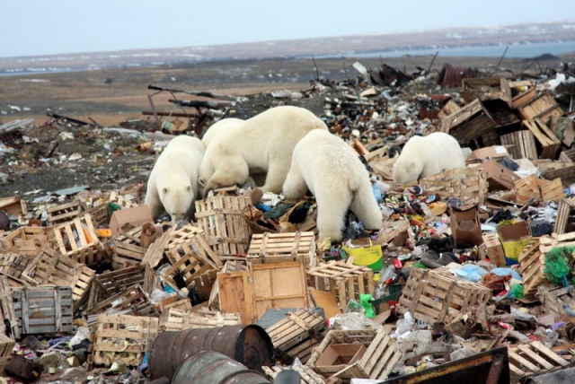 Арктика сегодня: катарские инвестиции, новые проекты и мусоросжигательный завод