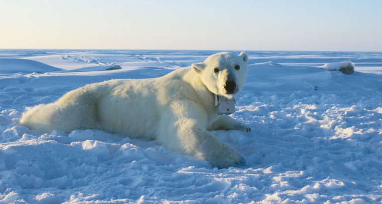 Арктика за неделю: точка разворота, «Восток Ойл» и белый медведь