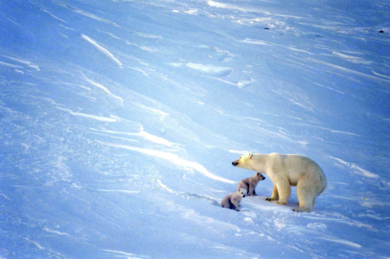 Арктика за неделю: новые подходы, темы для диалога и правила добычи