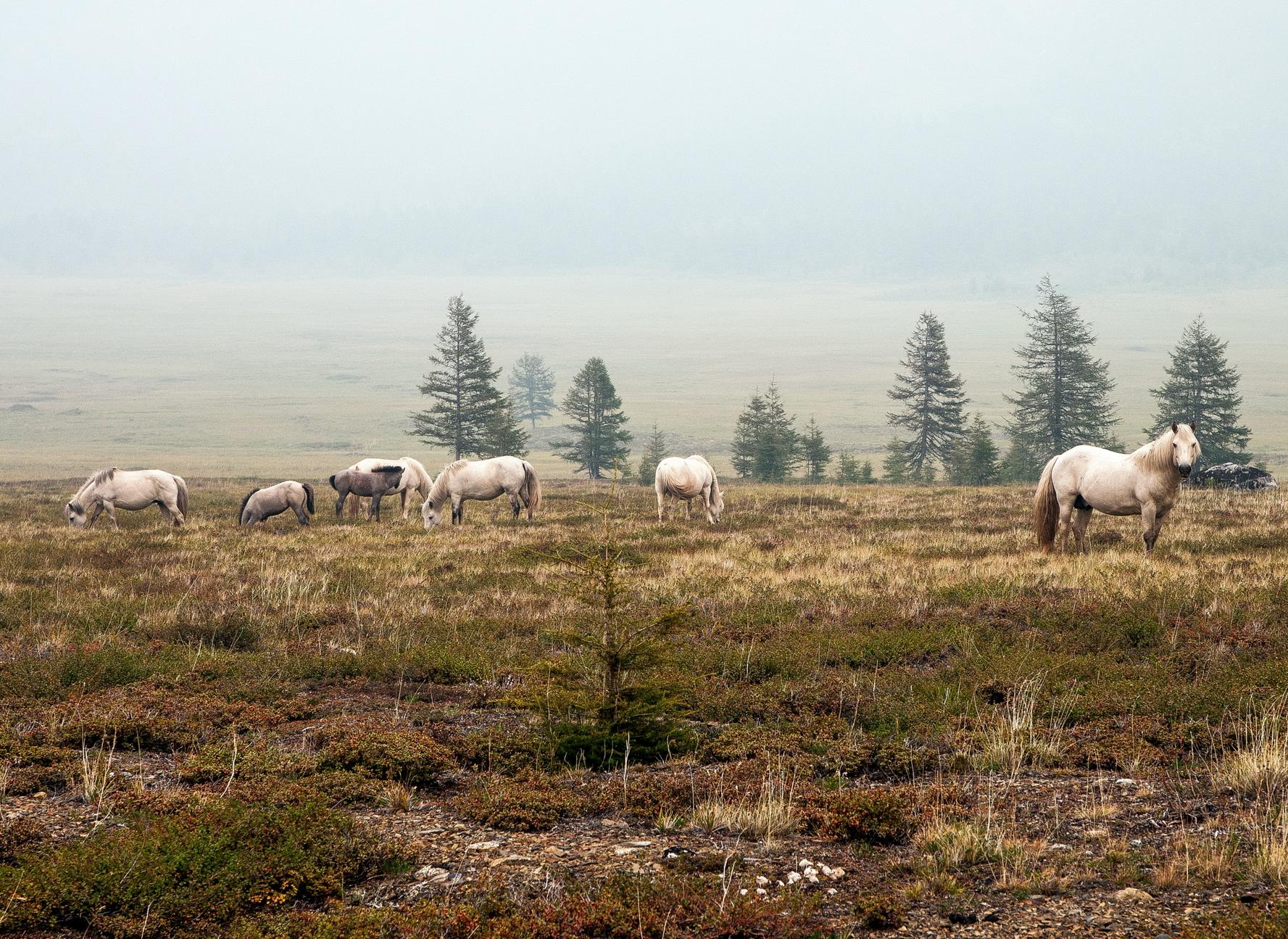 Развитие арктического табунного коневодства в условиях изменения климата