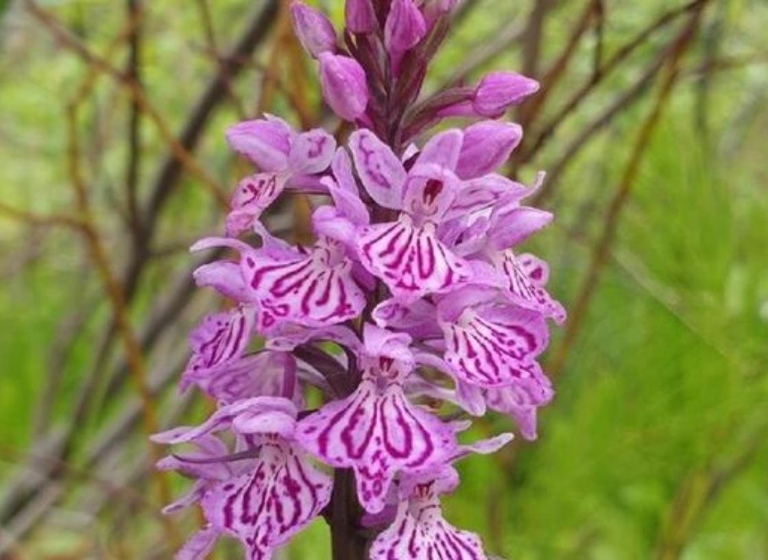 Дикие орхидеи Заполярья