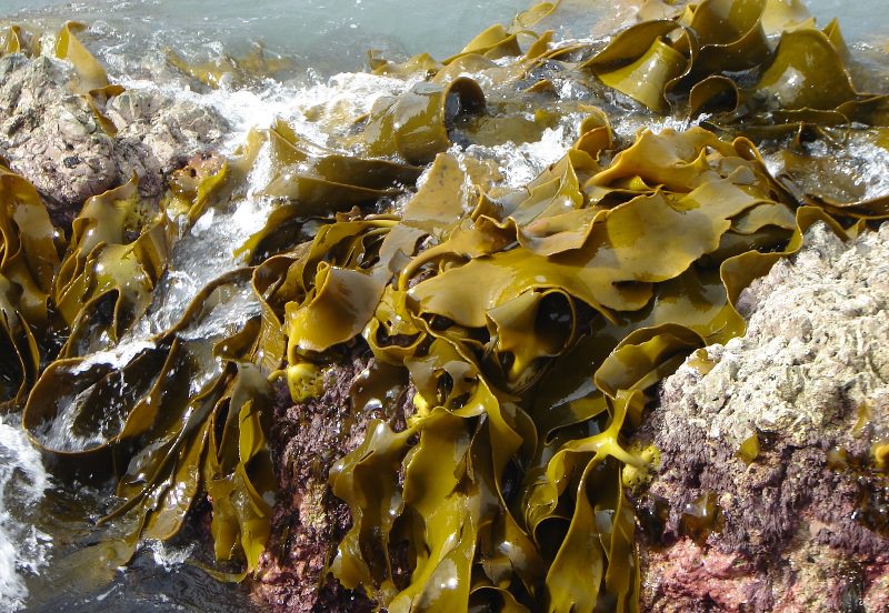 Тяжелые металлы в морских водорослях Чаунской губы