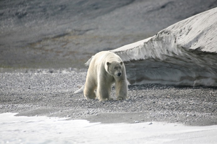 Арктика сегодня: инвестиции, арктические сплавы и отпугивание медведей