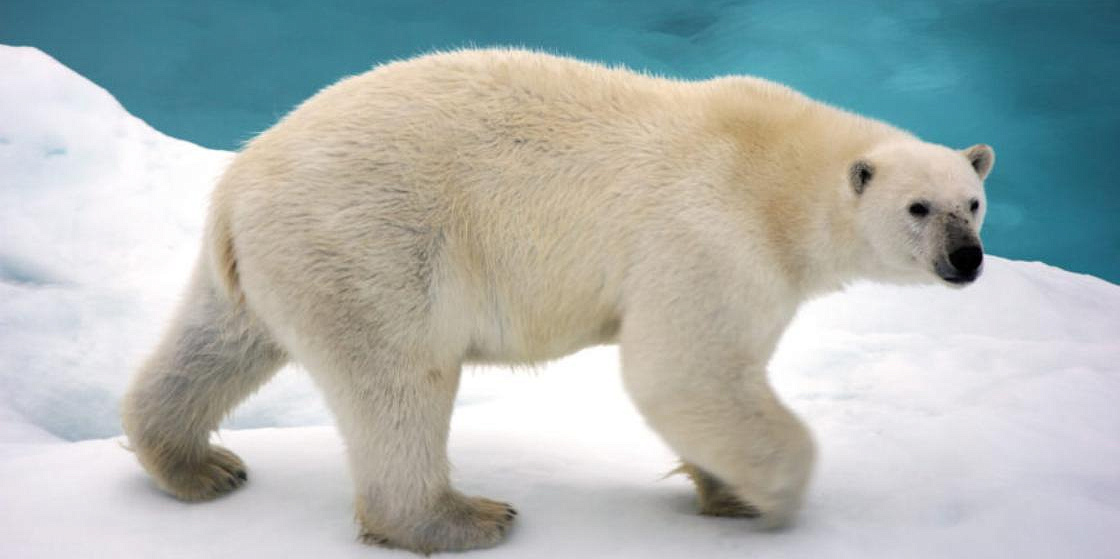 Белых медведей подсчитают