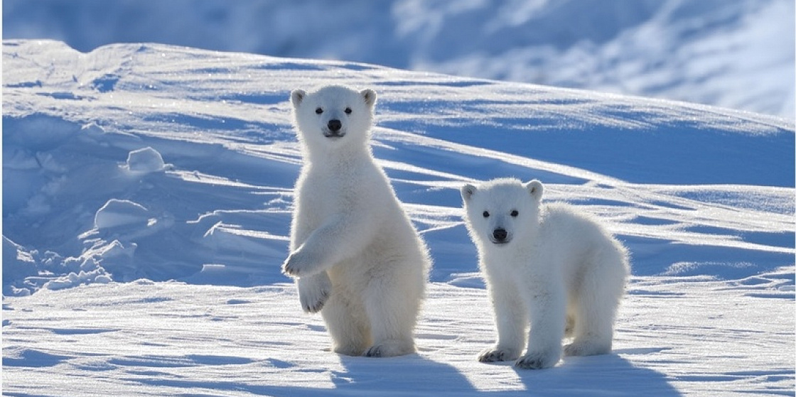 ПОРА усовершенствовать экологическую политику в Арктике