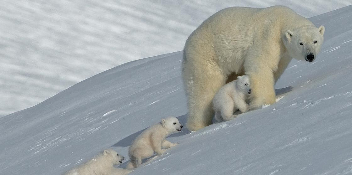Белые медведи в Арктике перешли на морскую капусту из-за глобального потепления