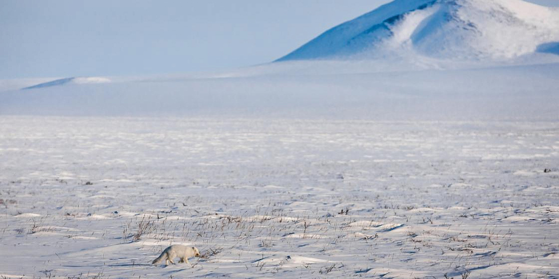 Арктика сегодня: в Якутии создадут карбоновый полигон для изучения баланса климатически активных газов