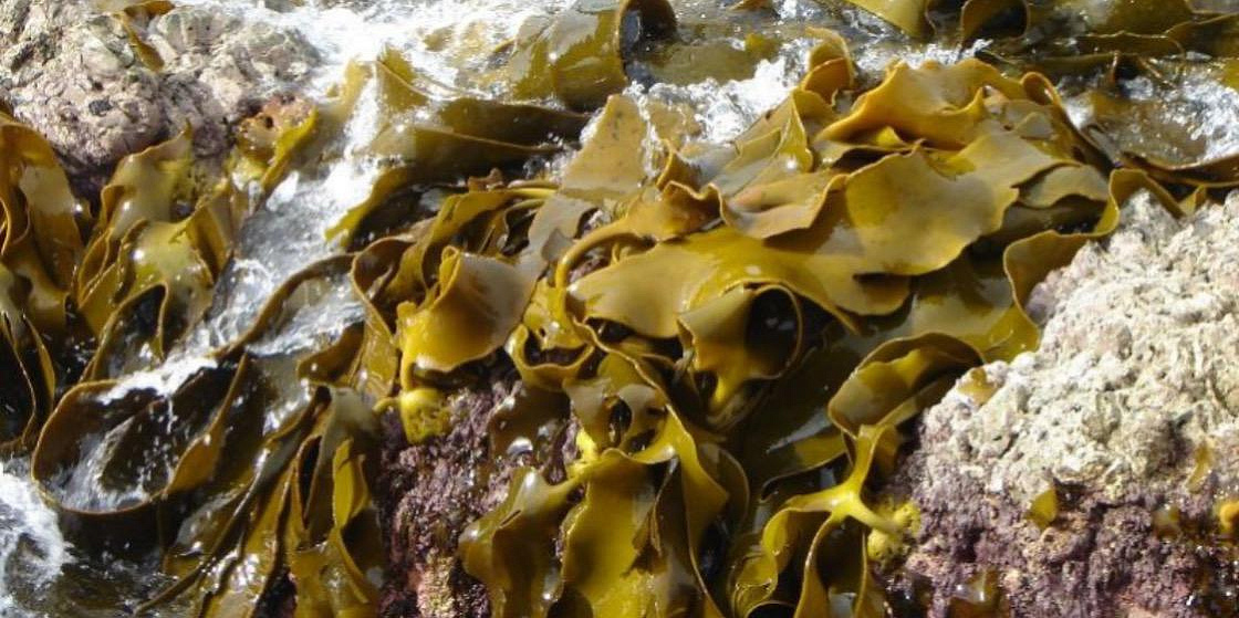  Тяжелые металлы в морских водорослях Чаунской губы