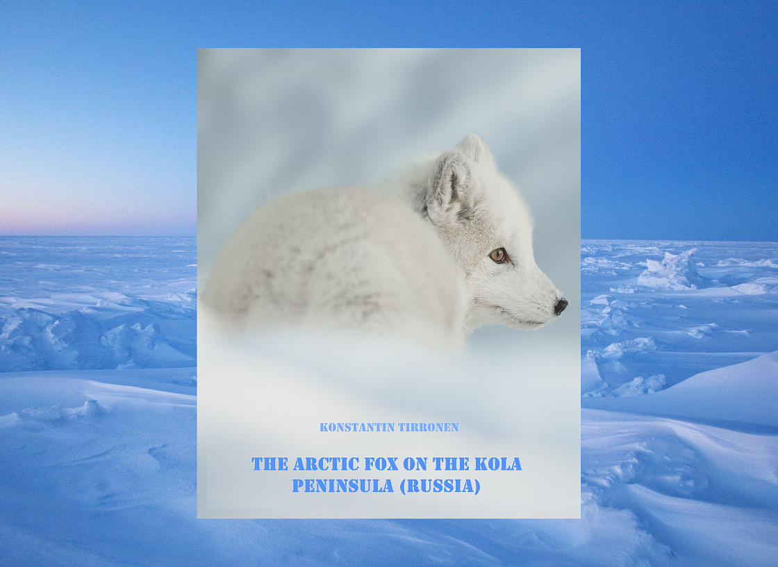 The Arctic fox on the Kola Peninsula (Russia): silently disappearing in the mist of data defciency? - Konstantin Tirronen