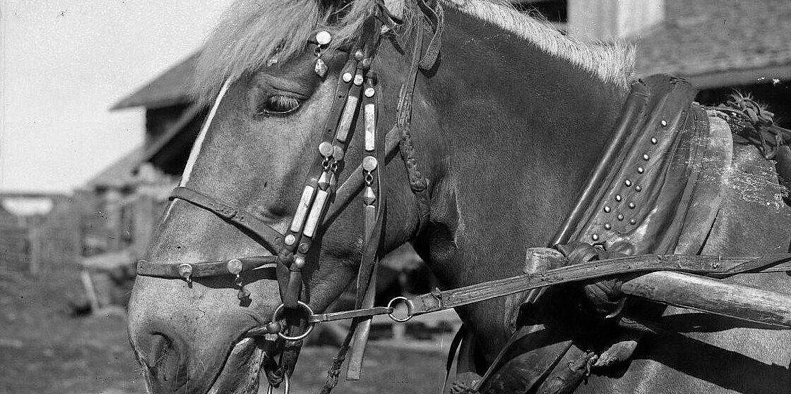  Фотоальманах «Аборигенные лошади Карелии»
