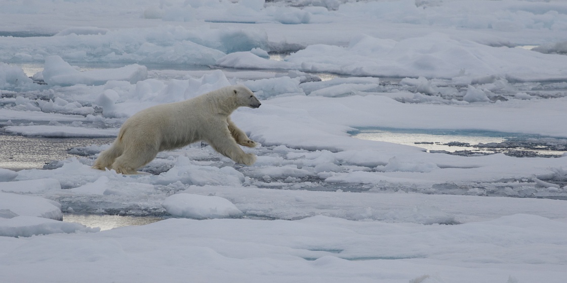ПОРА проведет конференцию по биоразнообразию Арктики