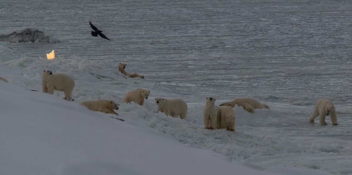 На летних каникулах маленькие норильчане смогут изучить экосистемы Арктики