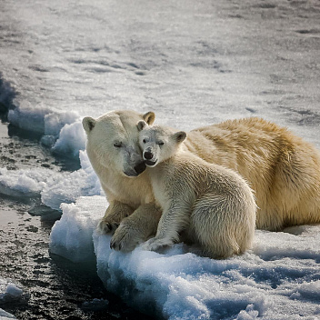 Арктика за неделю: важнейшие темы арктической повестки с 20 по 24 марта