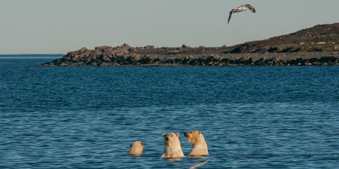 Арктика сегодня. Белых медведей с острова Врангеля сосчитали с помощью дронов
