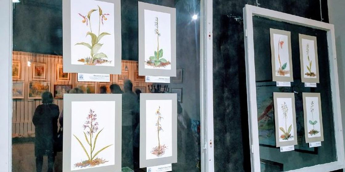 В Апатитах открылась выставка «Дикие орхидеи Заполярья» 