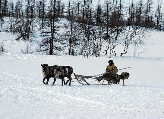 Арктика сегодня. Оленеводы Ненецкого АО получат дополнительную поддержку