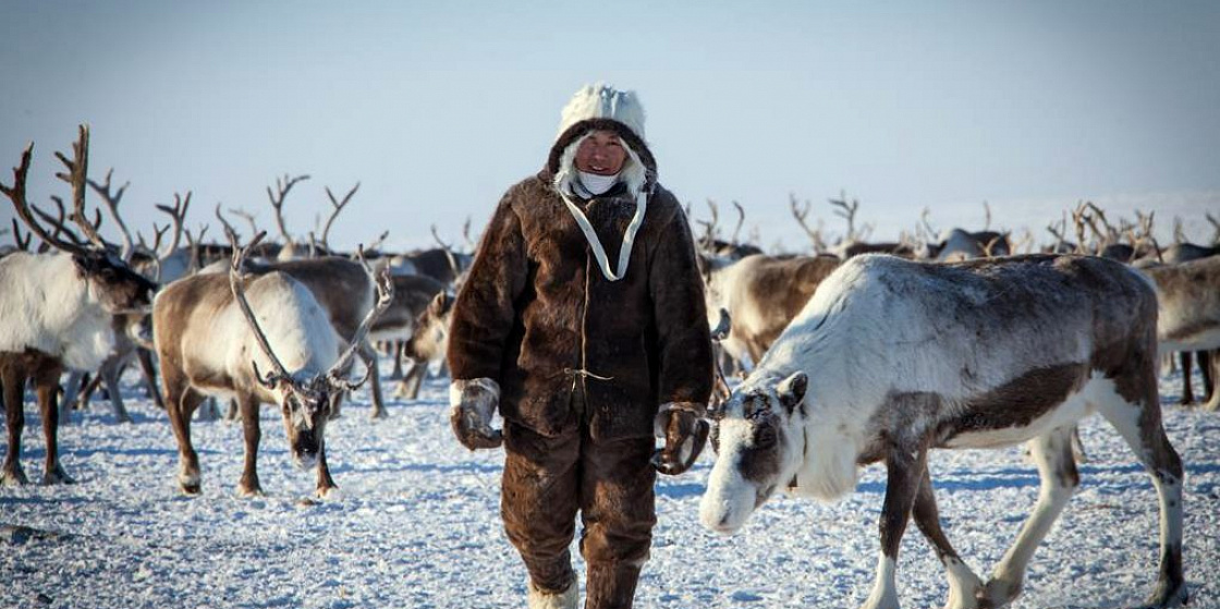 Арктика сегодня: Международный день коренных народов, оленеводство и геологические
