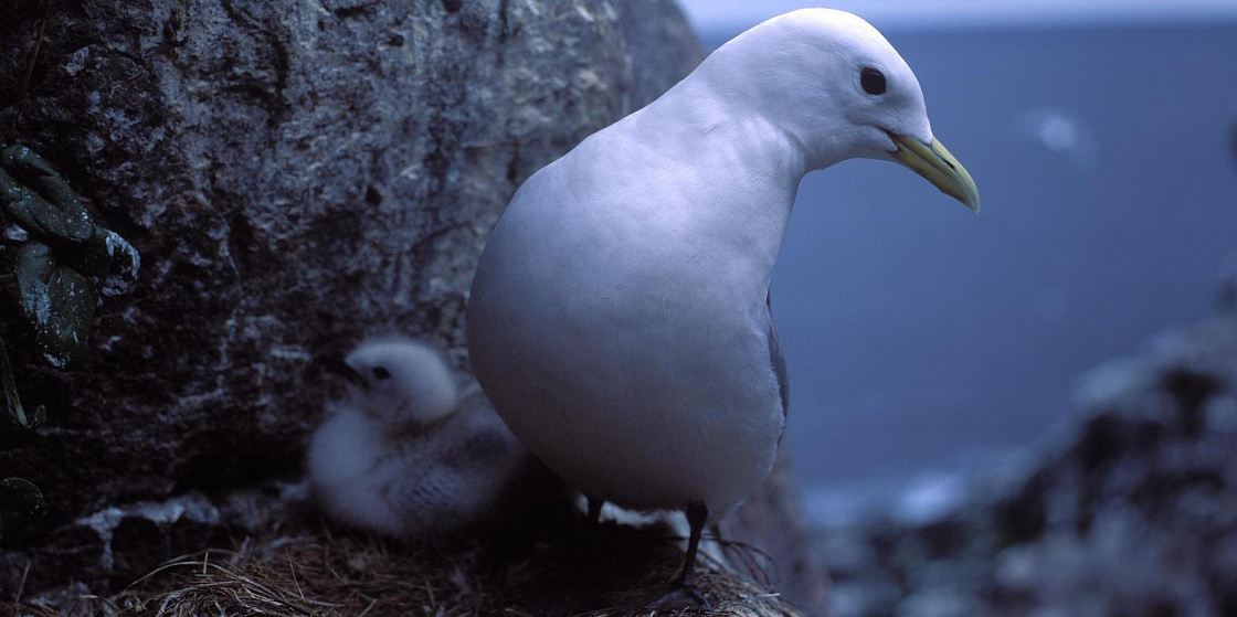 Арктика сегодня. Российские ученые подготовят план сохранения белой чайки
