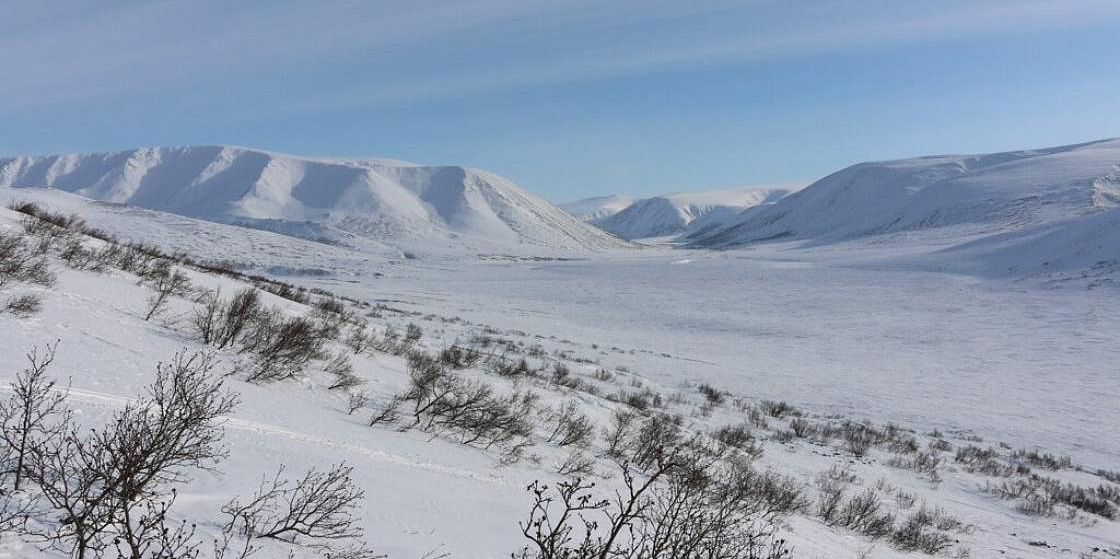 Учёные окончательно подтвердили пригодность Полярного Урала для обитания снежных баранов