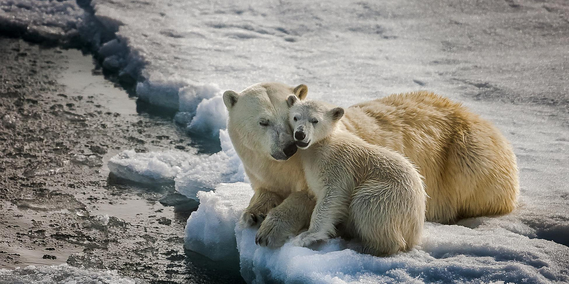 Арктика за неделю: важнейшие темы арктической повестки с 20 по 24 марта
