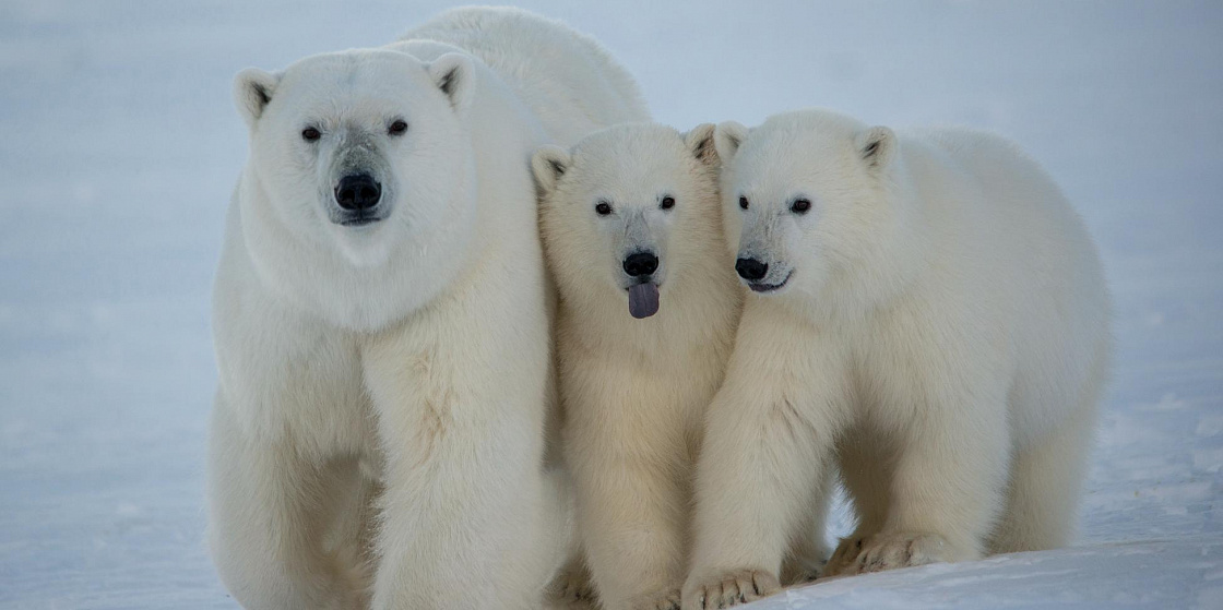 Арктика за неделю: важнейшие темы арктической повестки с 25 по 29 июля