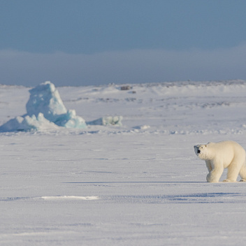 Арктика за неделю: важнейшие темы арктической повестки с 13 по 17 марта