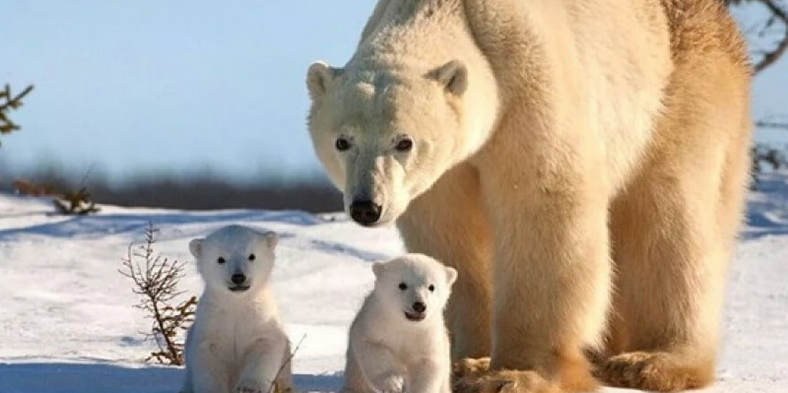 Арктика сегодня: медведи, СПГ и климатические исследования