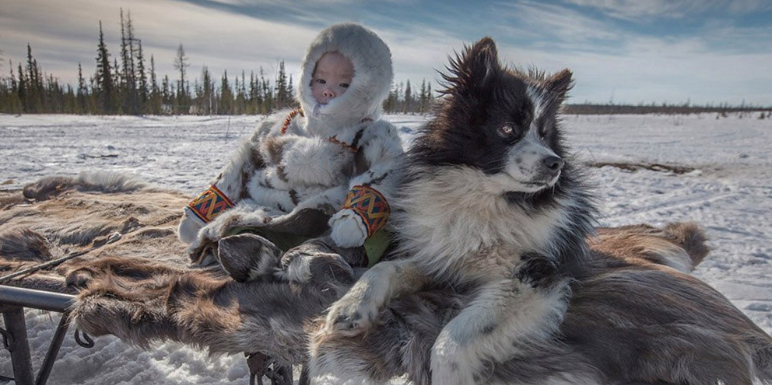  Арктические аборигенные собаки и их роль в жизни людей Севера