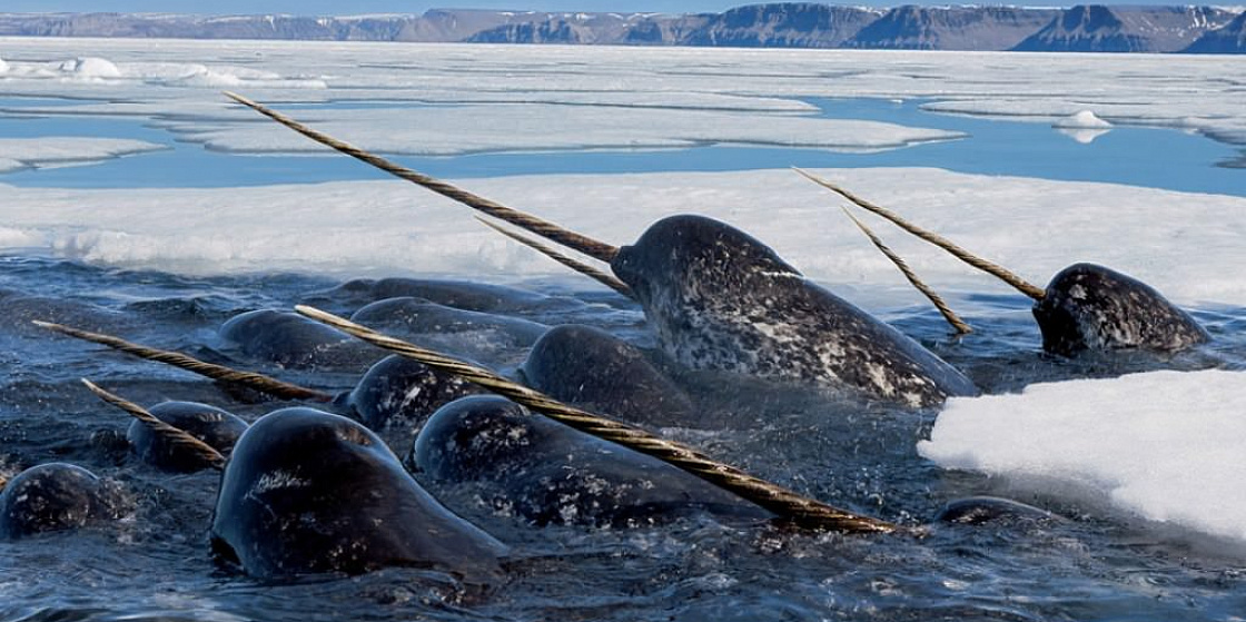 Арктика сегодня: дары моря, полярная навигация и арктическое кино