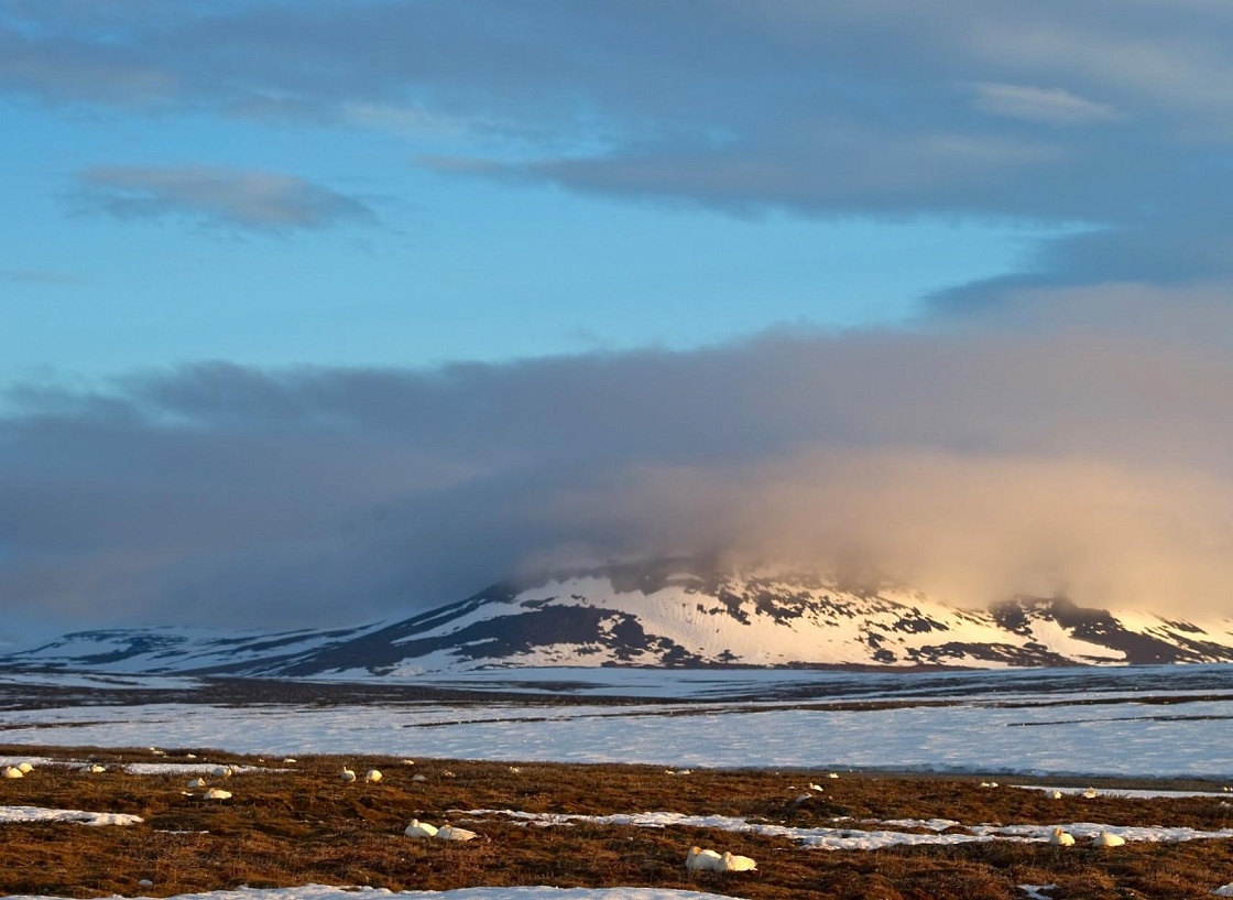 Рассылка «ПОРА в Арктику! GoArctic!» – выпуск от 4 октября 2024 года