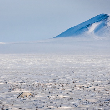 Эксперты ПОРА: Для полноценного изучения Арктики необходимо международное научное сотрудничество