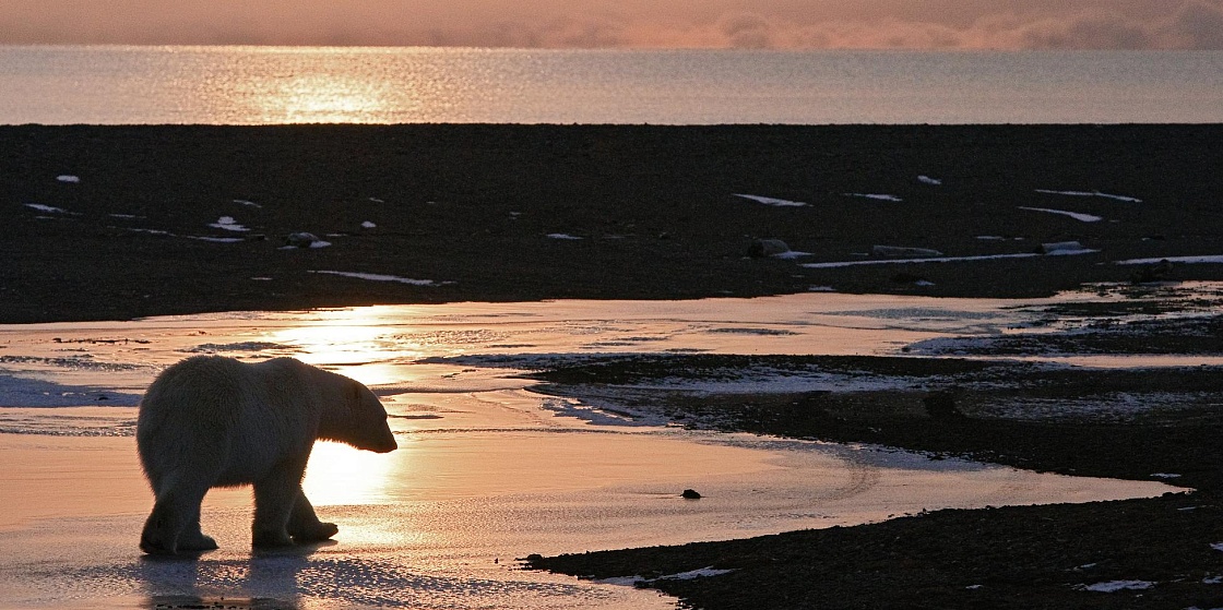 Арктика за неделю: важнейшие темы арктической повестки с 11 по 15 июля