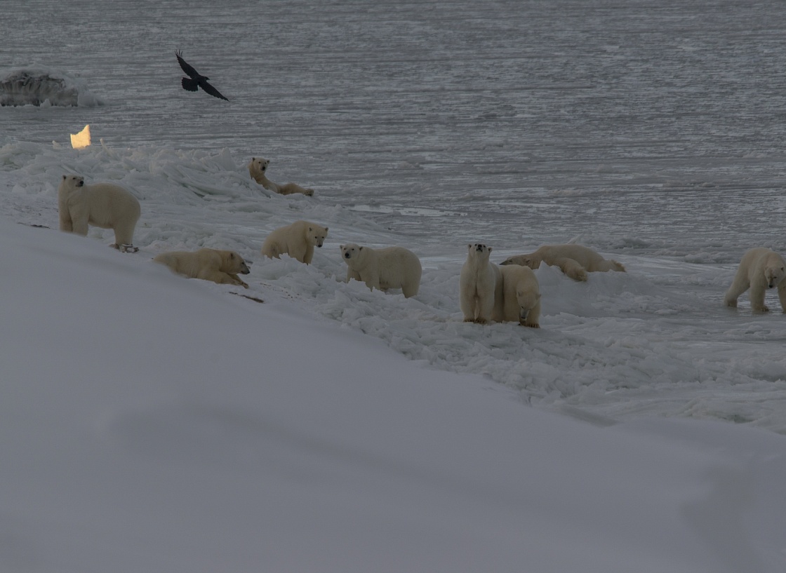 На летних каникулах маленькие норильчане смогут изучить экосистемы Арктики