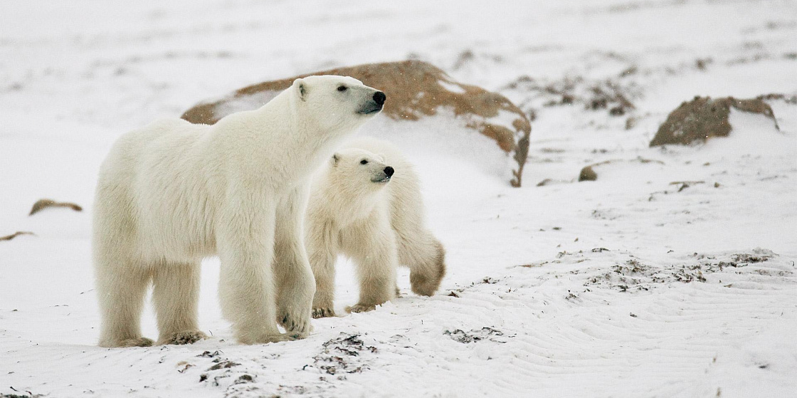 Арктика сегодня: северный бизнес, арктическая наука и медвежье нашествие
