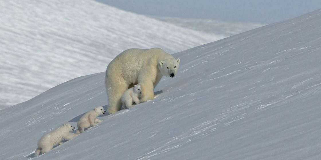 Арктика сегодня: СМП, арктические резиденты и медвежья миграция