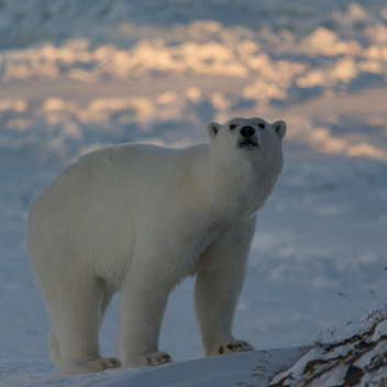 Арктика за неделю: важнейшие темы арктической повестки с 19 по 23 сентября