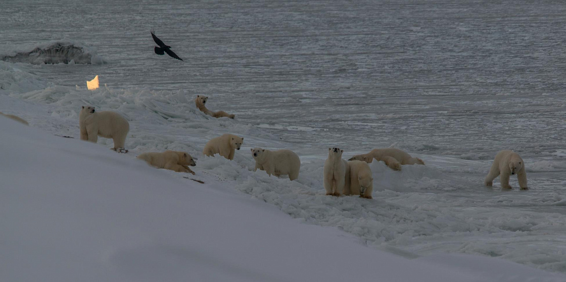 Арктика за неделю: важнейшие темы арктической повестки с 12 по 16 декабря