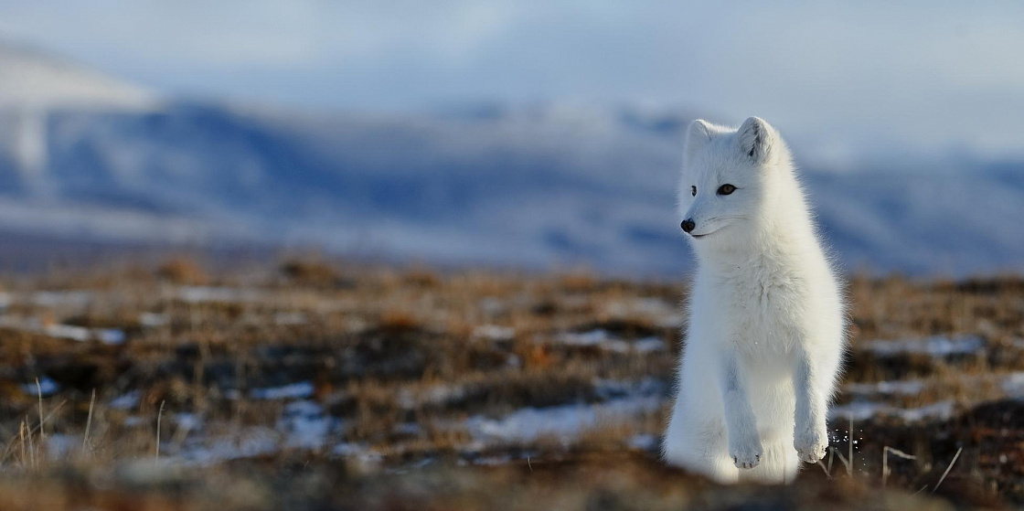 Арктика за неделю: важнейшие темы арктической повестки с 28 ноября по 2 декабря