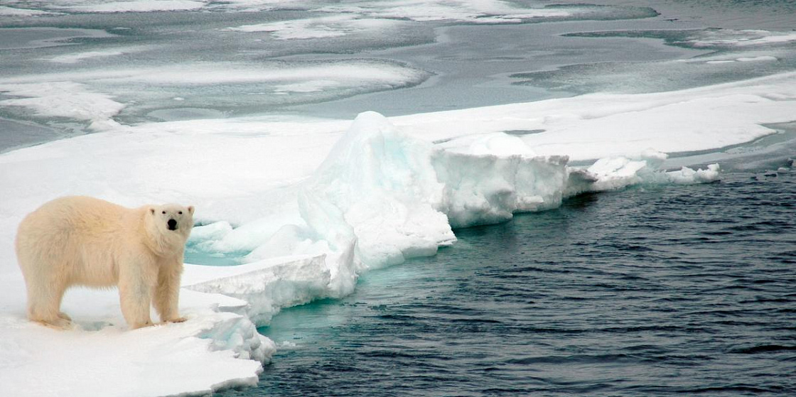 Арктика сегодня. К консорциуму арктических исследований присоединились более 10 партнеров