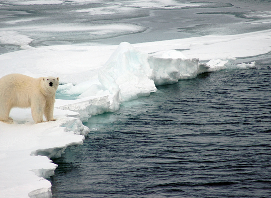 Арктика за неделю: важнейшие темы арктической повестки с 21 по 25 ноября