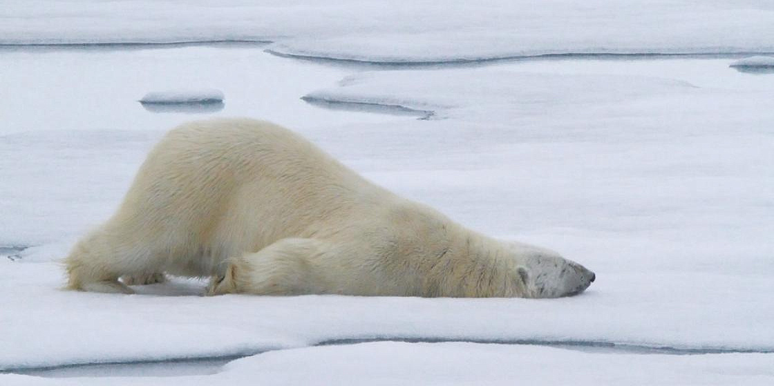  Раздел "ЭкоАрктика" на интернет-портале Первого общественного экологического телевидения 