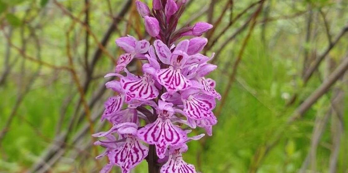  Дикие орхидеи Заполярья