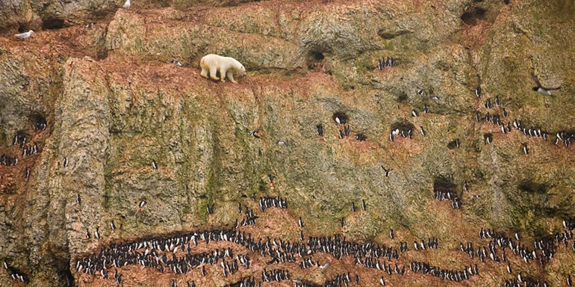 Арктика за неделю: биоразнообразие, саммит и Тикси