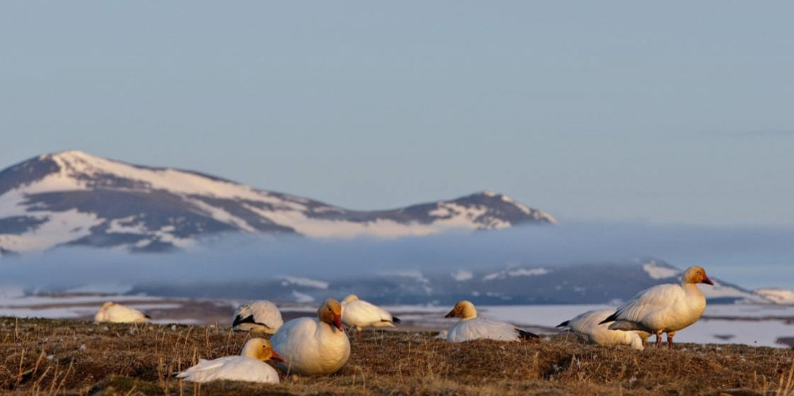 Арктика сегодня: «Арктический гектар» стал доступен для всех россиян