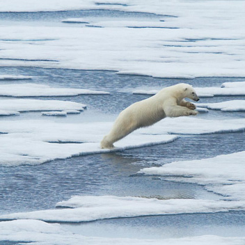 Арктика за неделю: важнейшие темы арктической повестки с 17 по 21 января