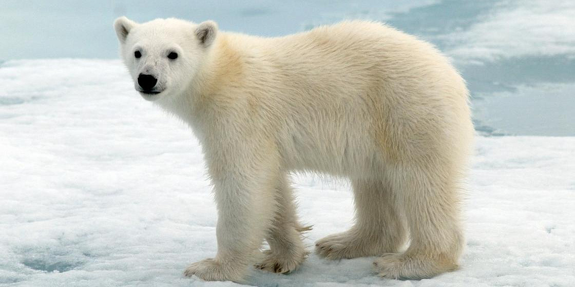Нацпарк в Якутии разыграет среди школьников участие в авиамониторинге белых медведей