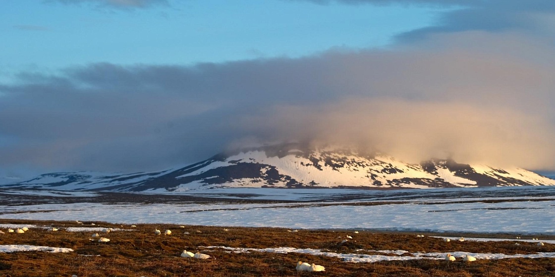 Рассылка «ПОРА в Арктику! GoArctic!» – выпуск от 4 октября 2024 года